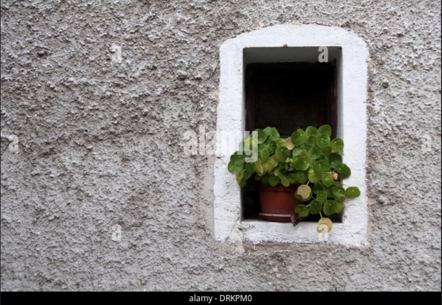 Minimalist wall with plant